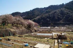 荒井梅林0227-鉄道沿い