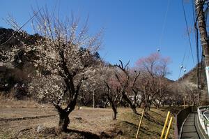 湯の花梅林0227