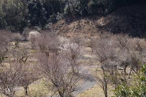 するさし梅林0227