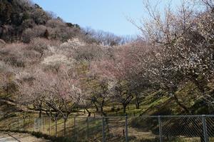 木下沢梅林0227-全体