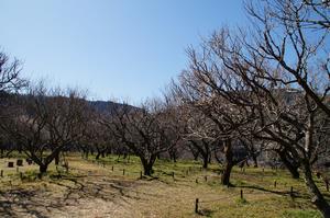 木下沢梅林木0227-園内
