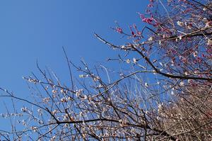 木下沢梅林0227-アップ