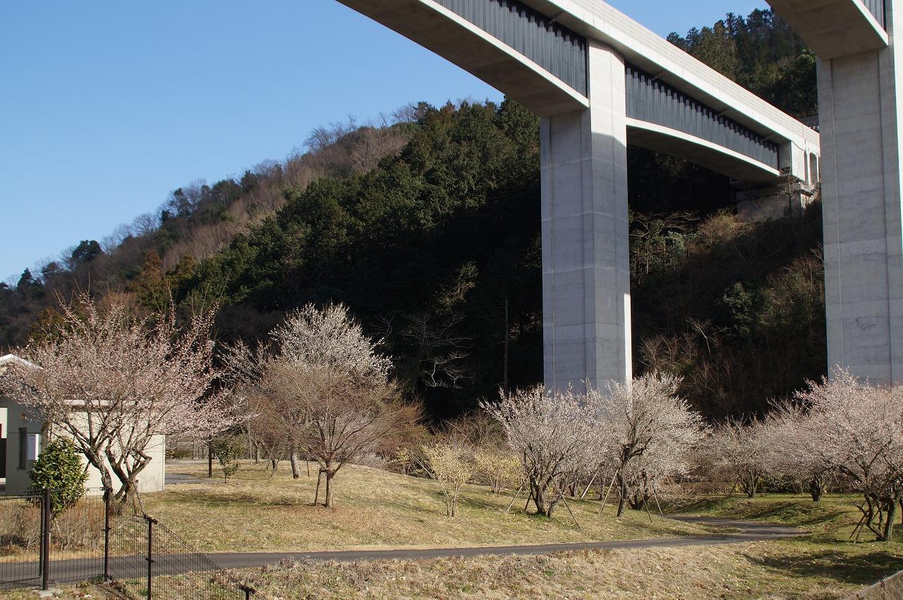 梅の里町の広場0303