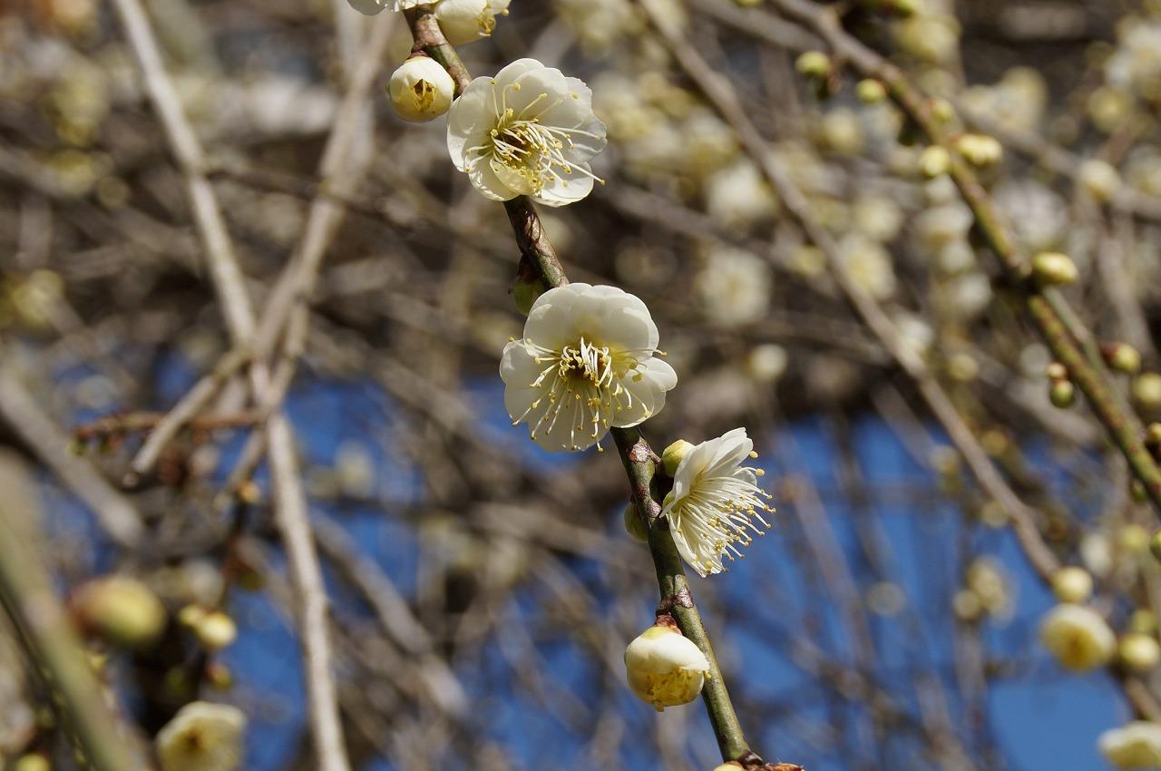 梅の里町の広場アップ0303