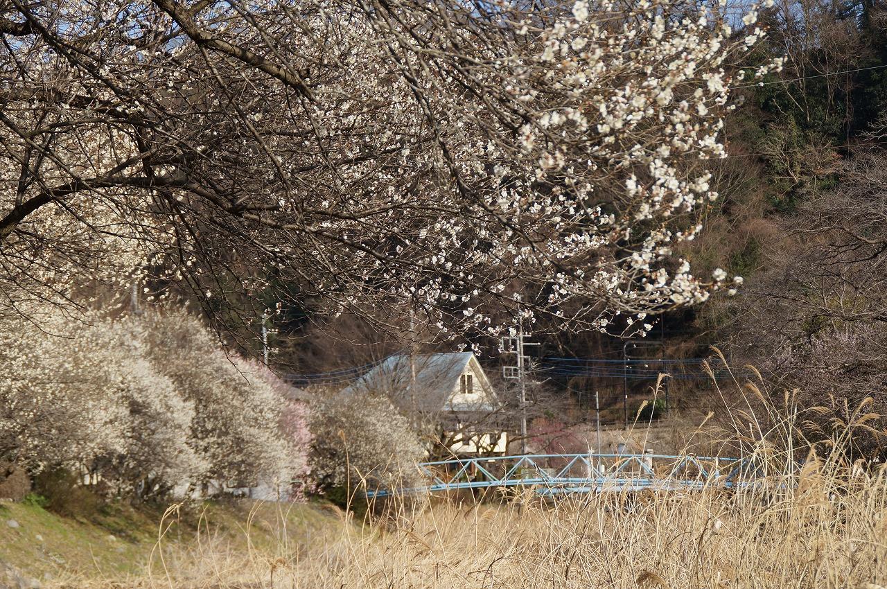 遊歩道線路向き0303
