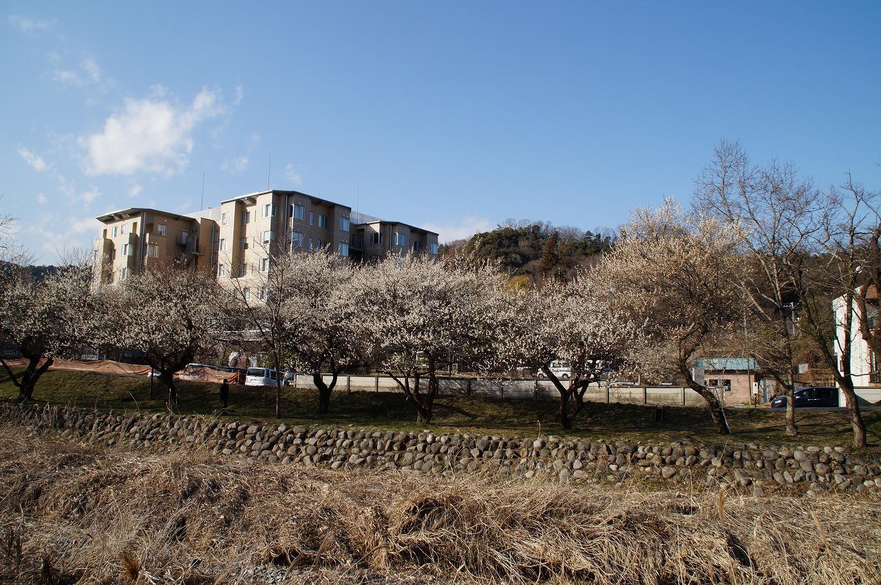 遊歩道駒木野病院0303