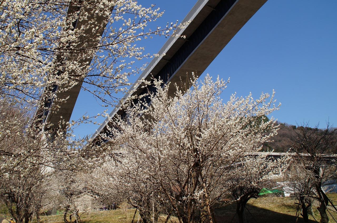 梅の里まちの広場0307