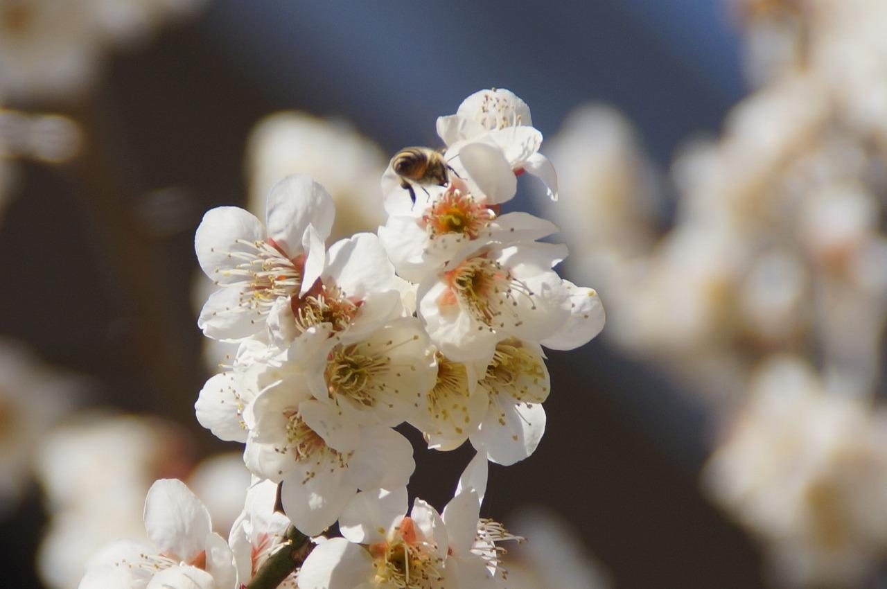梅の里まちの広場ハチ0307