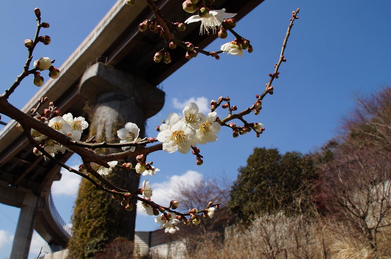 梅の里まちの広場アップ0307