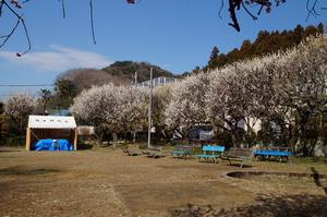 関所梅林-公園奥の梅0310