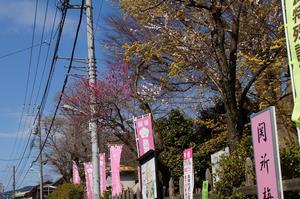 関所梅林-道沿いの梅0310