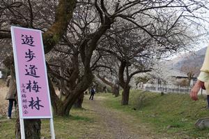 遊歩道梅林-道沿いの梅0310