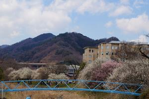 遊歩道梅林-病院近くの梅0310