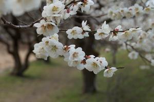 遊歩道梅林-アップ0310