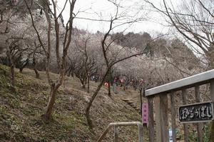 天神梅林天神-梅郷橋0310