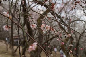 天神梅林-アップ0310