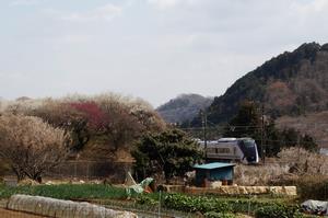 荒井梅林-鉄道と0310