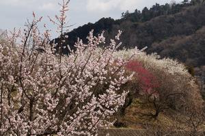 荒井梅林-ピンクの梅と0310