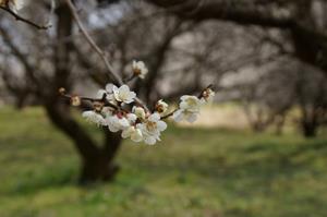 荒井梅林-アップ0310