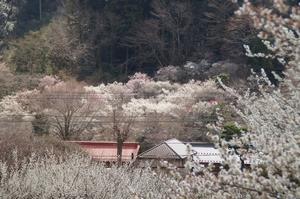 荒井梅林-天神梅林0310