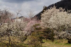 湯の花梅林0310