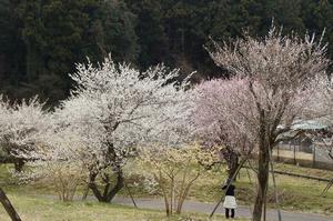 まちの広場-満開0310