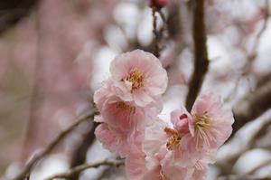 まちの広場-アップ0310