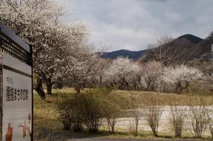 するさし梅林-公園内0310
