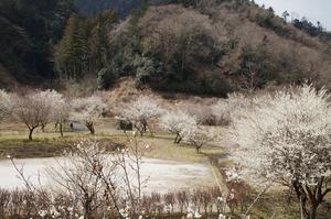 するさし梅林-道から0310