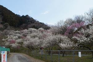木下沢梅林-全体0310