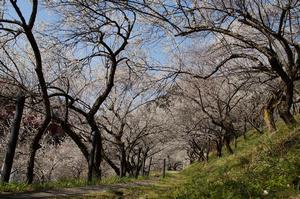 木下沢梅林-道0310