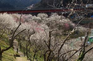 木下沢梅林-上から0310