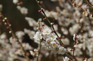 木下沢梅林-アップ0310