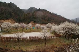 するさし梅林-公園内0313