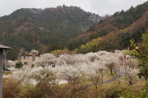 するさし梅林-道から0313