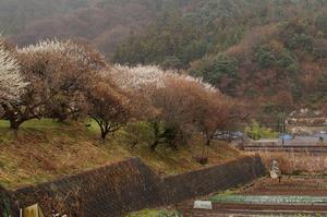 荒井梅林-遠景0313