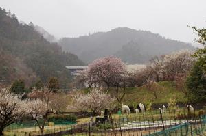 荒井梅林-東側から0313