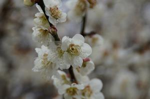 荒井梅林-アップ0313