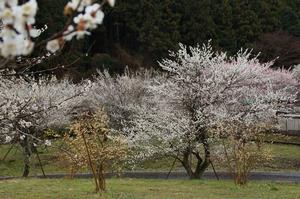 まちの広場-ロウバイと0313