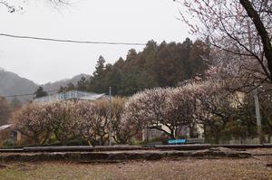 関所梅林0313