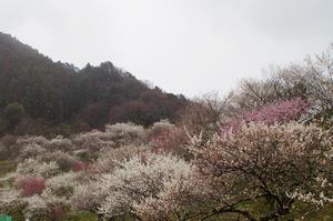 木下沢梅林-全体0313