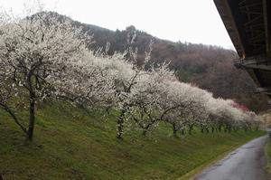 木下沢梅林-高速側0313