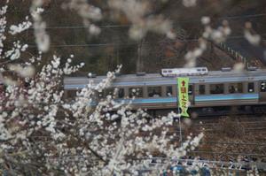 木下沢梅林-電車と0313