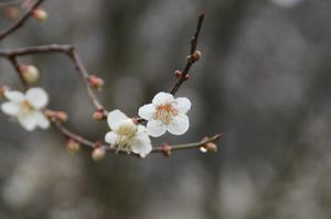 木下沢梅林-アップ0313