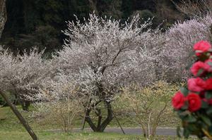 まちの広場-ツバキと0317
