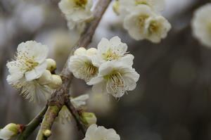 まちの広場-アップ0317