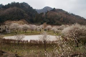 するさし梅林-道から0317