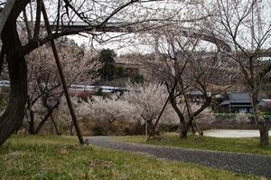 するさし梅林-公園内0317