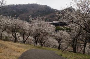 するさし梅林-公園内20317