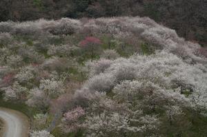 木下沢梅林-全体0317